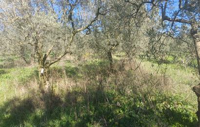 C21 Cius; Umurbey'de İmara Yakın Düz Zeytinlik