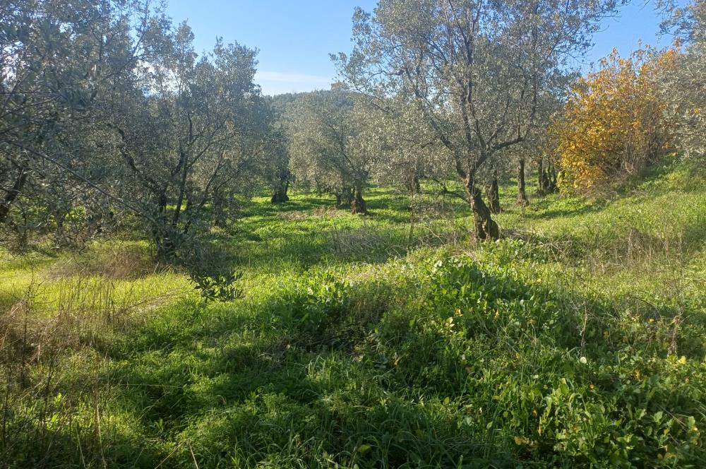 C21 Cius; Umurbey'de İmara Yakın Düz Zeytinlik