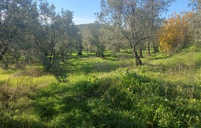 C21 Cius; Umurbey'de İmara Yakın Düz Zeytinlik