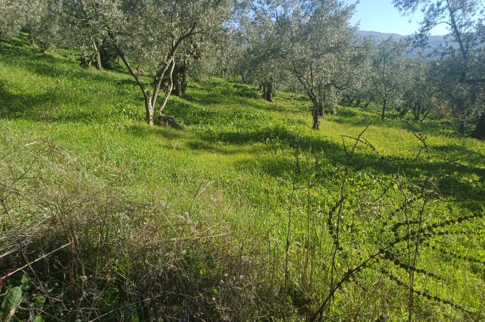 C21 Cius; Umurbey'de İmara Yakın Düz Zeytinlik