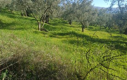 C21 Cius; Umurbey'de İmara Yakın Düz Zeytinlik