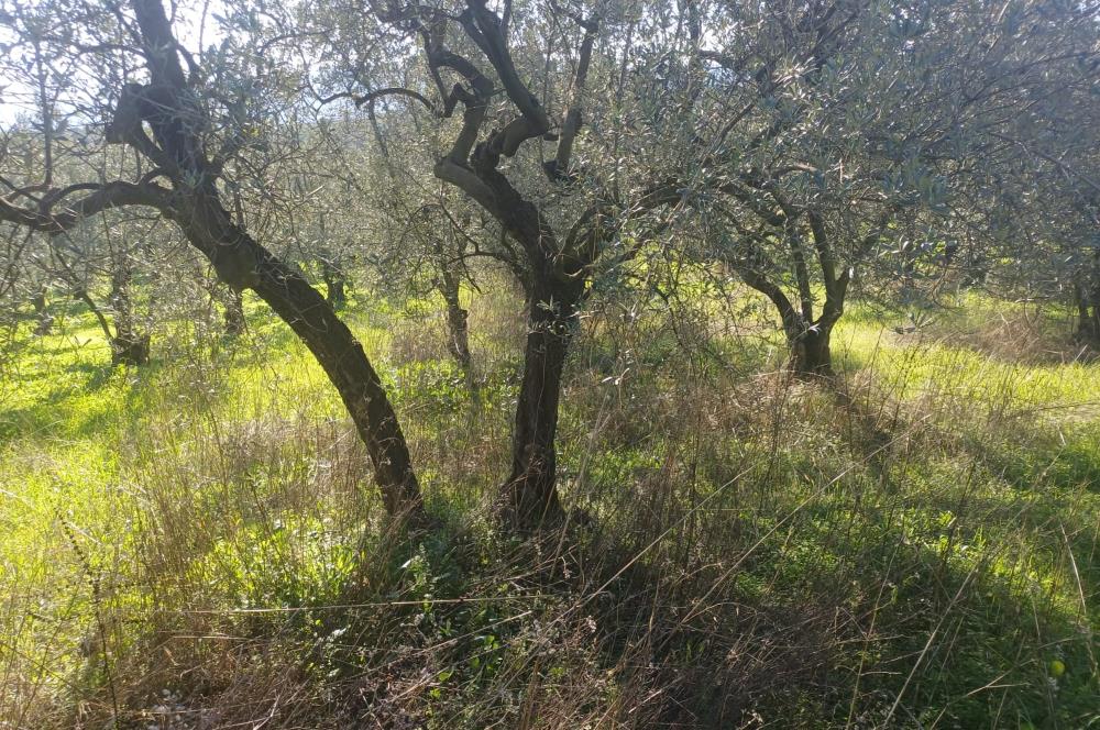 C21 Cius; Umurbey'de İmara Yakın Düz Zeytinlik