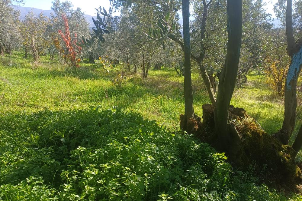 C21 Cius; Umurbey'de İmara Yakın Düz Zeytinlik