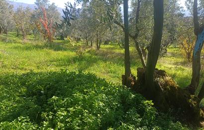 C21 Cius; Umurbey'de İmara Yakın Düz Zeytinlik