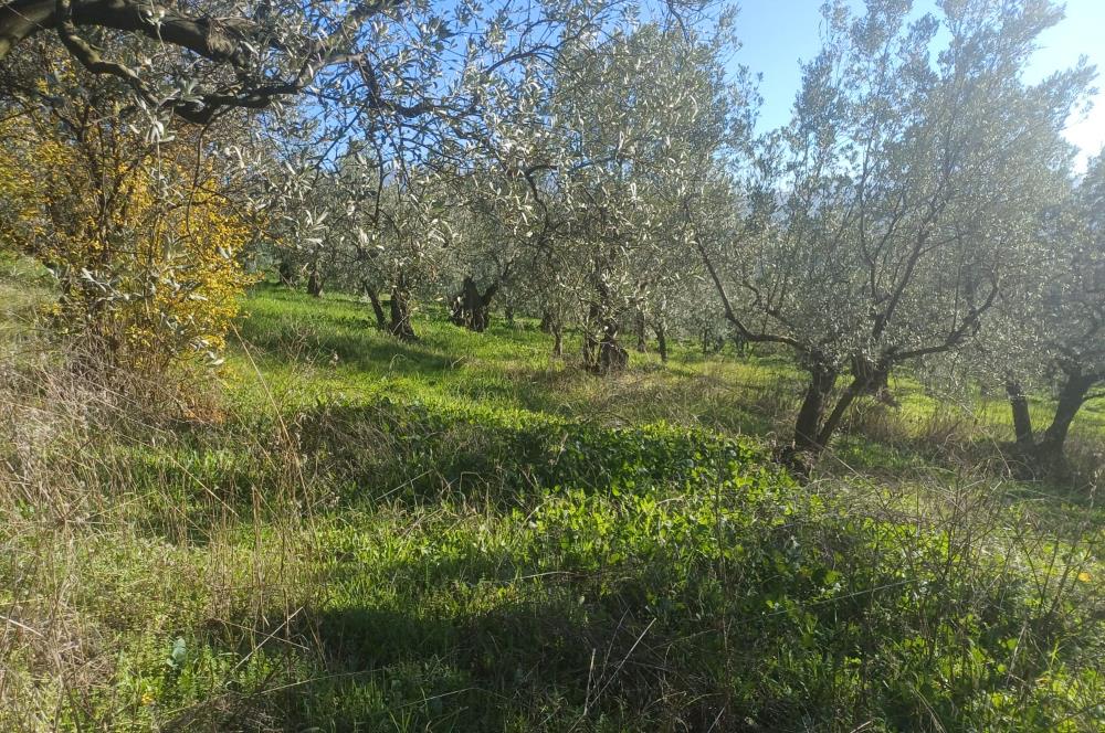 C21 Cius; Umurbey'de İmara Yakın Düz Zeytinlik