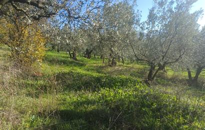 C21 Cius; Umurbey'de İmara Yakın Düz Zeytinlik