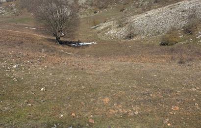 C21 Cius; Gemlik Şahinyurdu'nda En Uygun 6460m2 Tarla Satılık