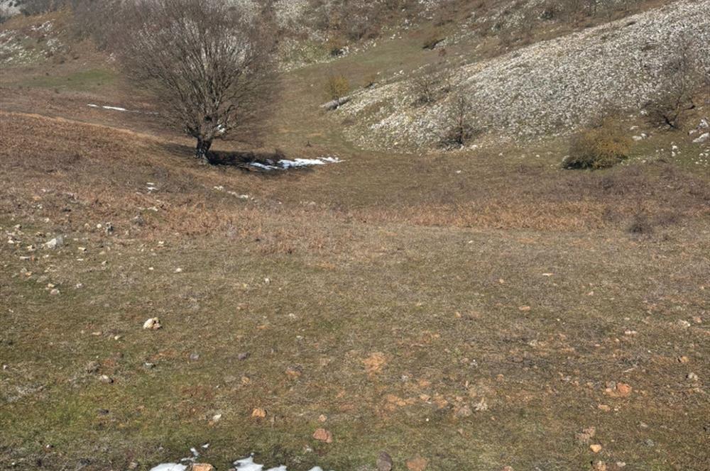 C21 Cius; Gemlik Şahinyurdu'nda En Uygun 6460m2 Tarla Satılık