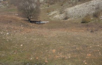 C21 Cius; Gemlik Şahinyurdu'nda En Uygun 6460m2 Tarla Satılık