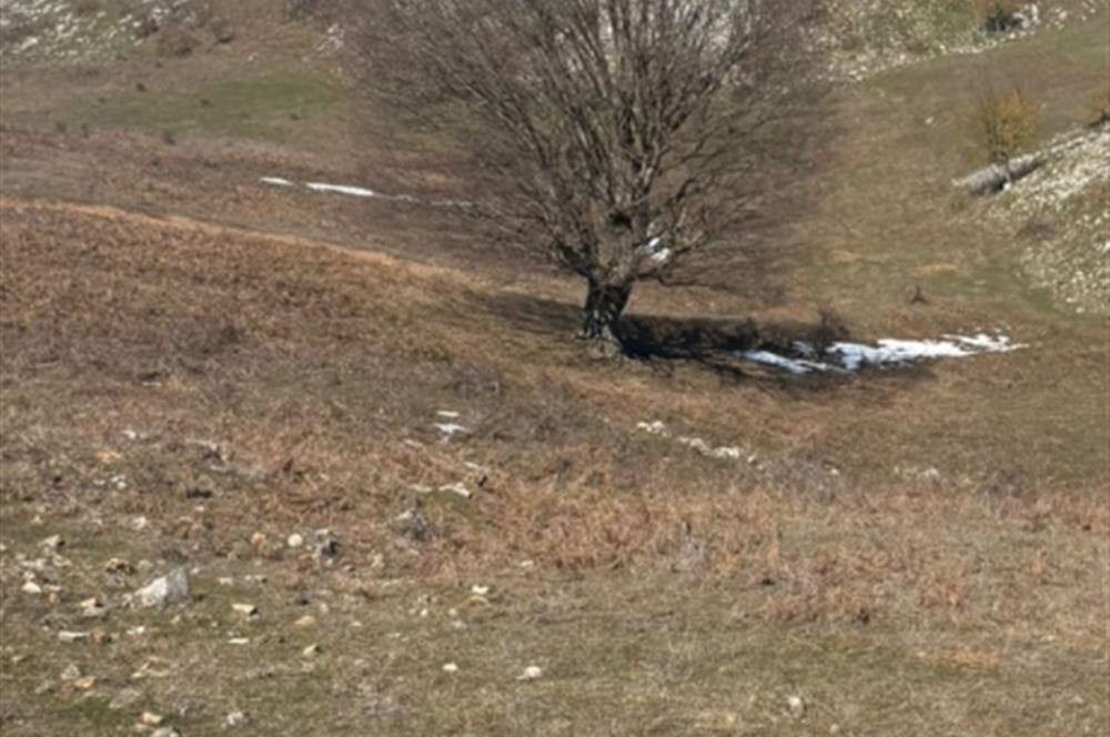C21 Cius; Gemlik Şahinyurdu'nda En Uygun 6460m2 Tarla Satılık