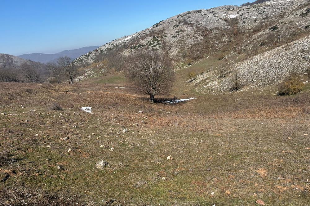 C21 Cius; Gemlik Şahinyurdu'nda En Uygun 6460m2 Tarla Satılık