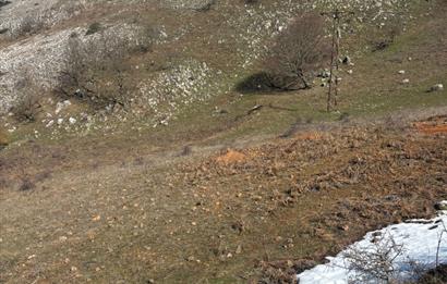 C21 Cius; Gemlik Şahinyurdu'nda En Uygun 6460m2 Tarla Satılık