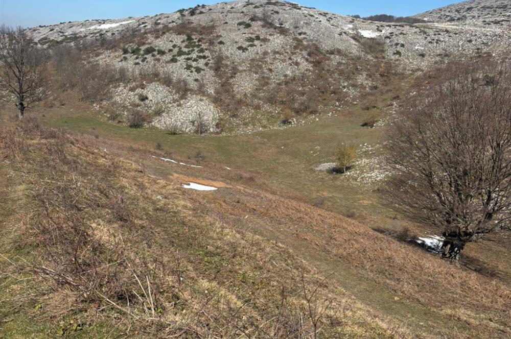 C21 Cius; Gemlik Şahinyurdu'nda En Uygun 6460m2 Tarla Satılık