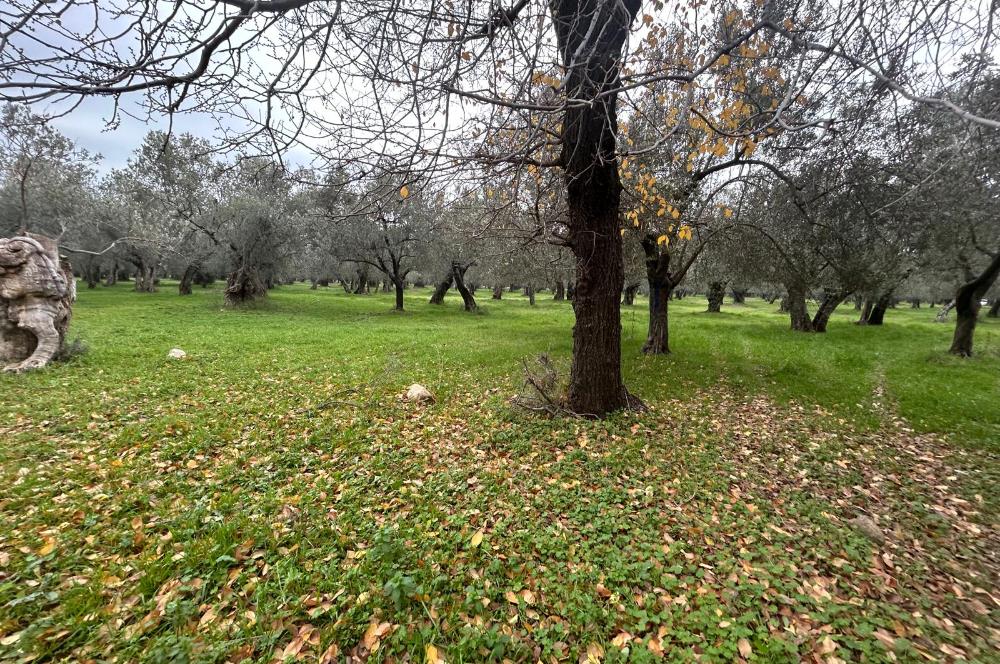 C21BAL'DAN EDREMİT GAZİİLYAS MH YOLU-SUYU OLAN SATILIK ZEYTİNLİK