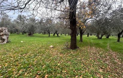 C21BAL'DAN EDREMİT GAZİİLYAS MH YOLU-SUYU OLAN SATILIK ZEYTİNLİK