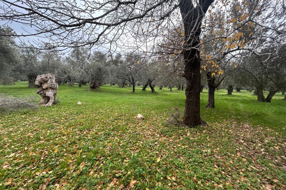 C21BAL'DAN EDREMİT GAZİİLYAS MH YOLU-SUYU OLAN SATILIK ZEYTİNLİK