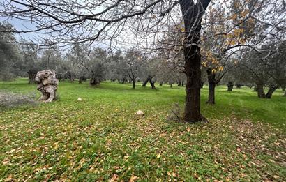 C21BAL'DAN EDREMİT GAZİİLYAS MH YOLU-SUYU OLAN SATILIK ZEYTİNLİK