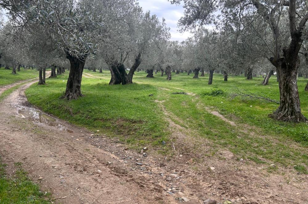 C21BAL'DAN EDREMİT GAZİİLYAS MH YOLU-SUYU OLAN SATILIK ZEYTİNLİK