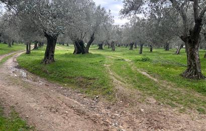 C21BAL'DAN EDREMİT GAZİİLYAS MH YOLU-SUYU OLAN SATILIK ZEYTİNLİK