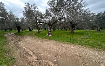 C21BAL'DAN EDREMİT GAZİİLYAS MH YOLU-SUYU OLAN SATILIK ZEYTİNLİK