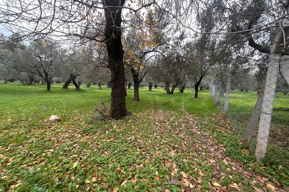 C21BAL'DAN EDREMİT GAZİİLYAS MH YOLU-SUYU OLAN SATILIK ZEYTİNLİK