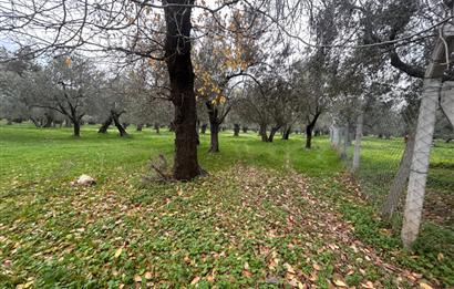 C21BAL'DAN EDREMİT GAZİİLYAS MH YOLU-SUYU OLAN SATILIK ZEYTİNLİK