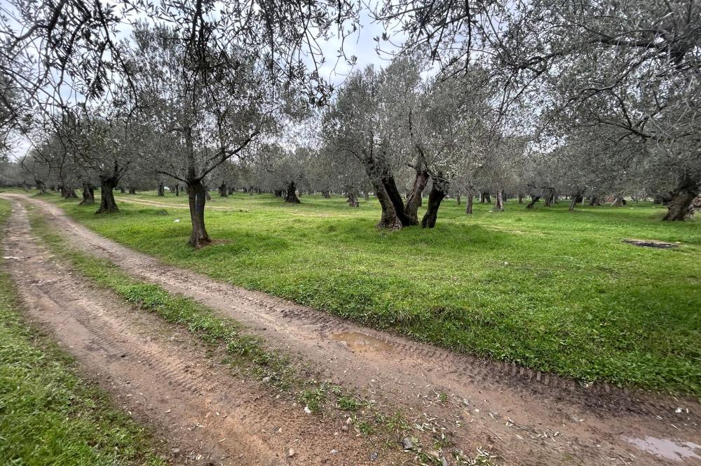 C21BAL'DAN EDREMİT GAZİİLYAS MH YOLU-SUYU OLAN SATILIK ZEYTİNLİK