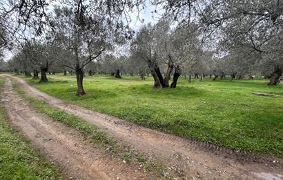 C21BAL'DAN EDREMİT GAZİİLYAS MH YOLU-SUYU OLAN SATILIK ZEYTİNLİK