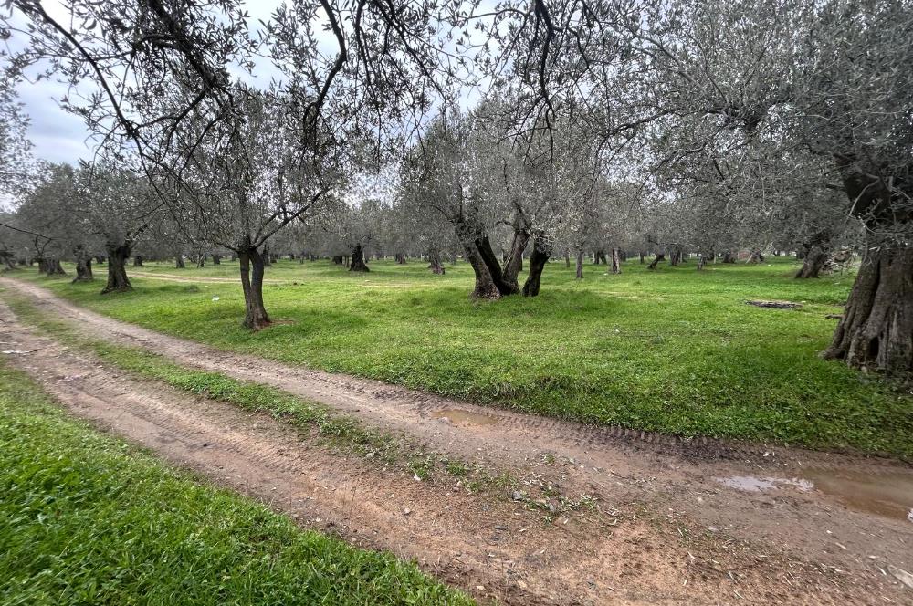 C21BAL'DAN EDREMİT GAZİİLYAS MH YOLU-SUYU OLAN SATILIK ZEYTİNLİK
