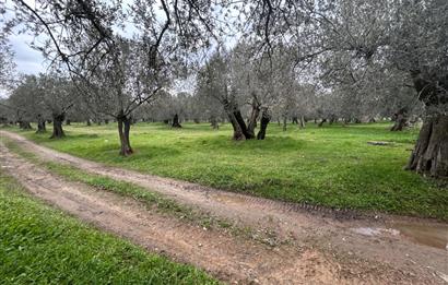 C21BAL'DAN EDREMİT GAZİİLYAS MH YOLU-SUYU OLAN SATILIK ZEYTİNLİK