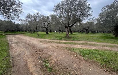 C21BAL'DAN EDREMİT GAZİİLYAS MH YOLU-SUYU OLAN SATILIK ZEYTİNLİK