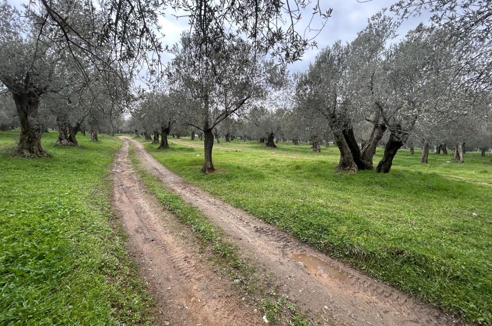 C21BAL'DAN EDREMİT GAZİİLYAS MH YOLU-SUYU OLAN SATILIK ZEYTİNLİK
