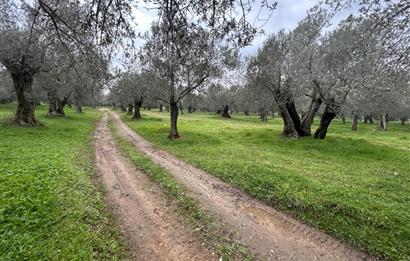 C21BAL'DAN EDREMİT GAZİİLYAS MH YOLU-SUYU OLAN SATILIK ZEYTİNLİK