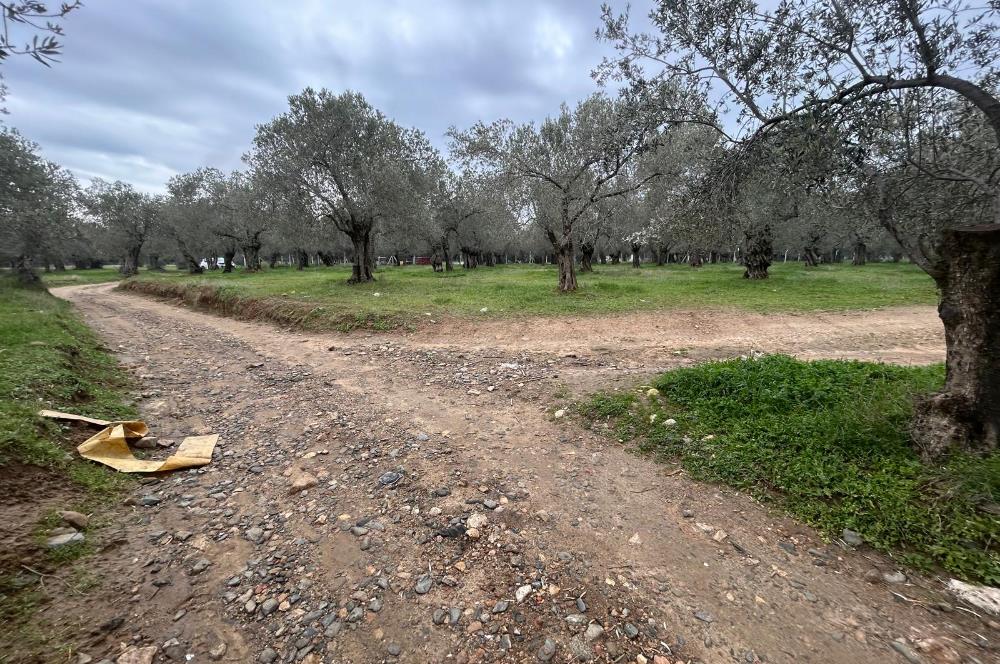 C21BAL'DAN EDREMİT GAZİİLYAS MH YOLU-SUYU OLAN SATILIK ZEYTİNLİK