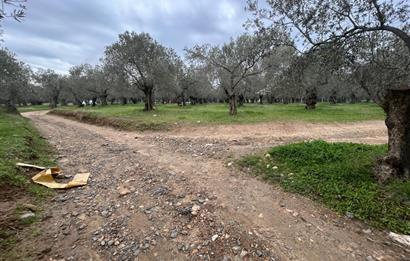 C21BAL'DAN EDREMİT GAZİİLYAS MH YOLU-SUYU OLAN SATILIK ZEYTİNLİK