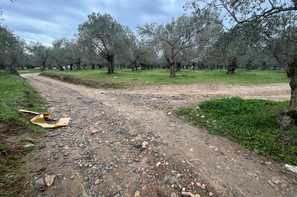 C21BAL'DAN EDREMİT GAZİİLYAS MH YOLU-SUYU OLAN SATILIK ZEYTİNLİK