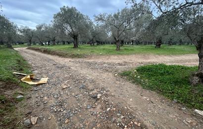 C21BAL'DAN EDREMİT GAZİİLYAS MH YOLU-SUYU OLAN SATILIK ZEYTİNLİK