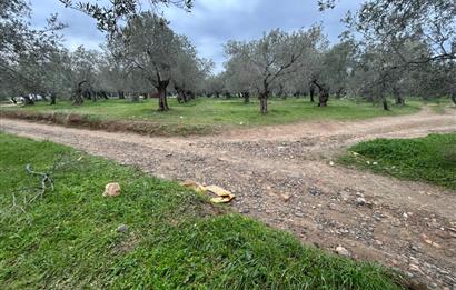 C21BAL'DAN EDREMİT GAZİİLYAS MH YOLU-SUYU OLAN SATILIK ZEYTİNLİK