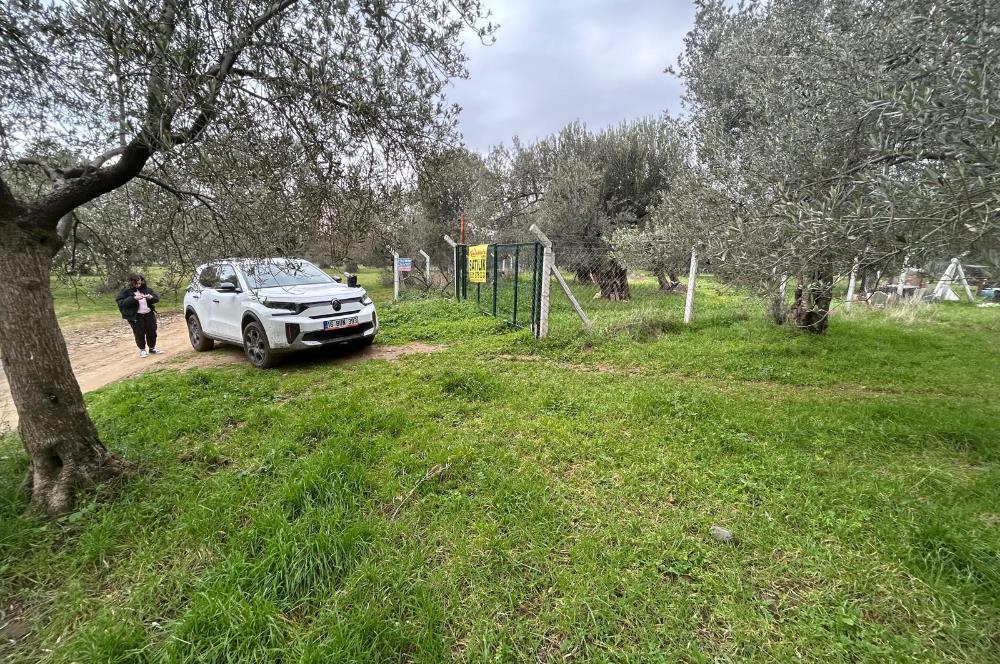 C21BAL'DAN EDREMİT GAZİİLYAS MH YOLU-SUYU OLAN SATILIK ZEYTİNLİK