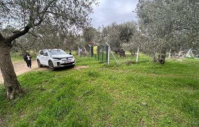 C21BAL'DAN EDREMİT GAZİİLYAS MH YOLU-SUYU OLAN SATILIK ZEYTİNLİK
