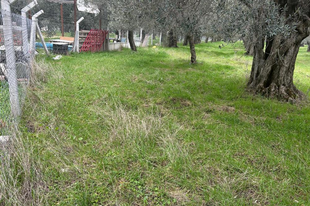 C21BAL'DAN EDREMİT GAZİİLYAS MH YOLU-SUYU OLAN SATILIK ZEYTİNLİK