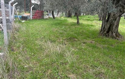 C21BAL'DAN EDREMİT GAZİİLYAS MH YOLU-SUYU OLAN SATILIK ZEYTİNLİK