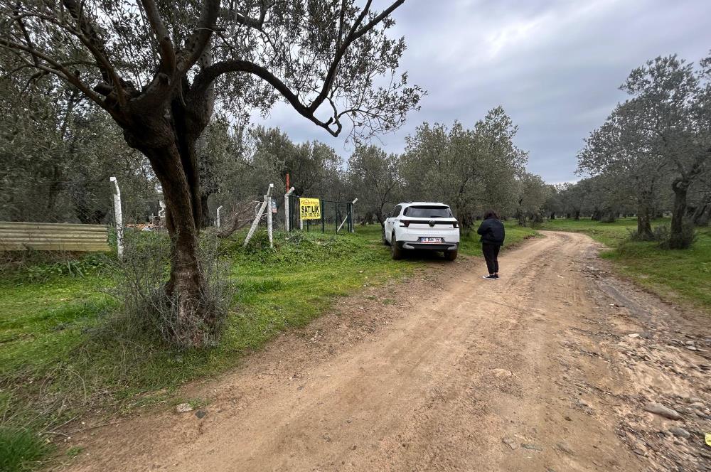 C21BAL'DAN EDREMİT GAZİİLYAS MH YOLU-SUYU OLAN SATILIK ZEYTİNLİK