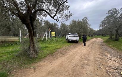 C21BAL'DAN EDREMİT GAZİİLYAS MH YOLU-SUYU OLAN SATILIK ZEYTİNLİK