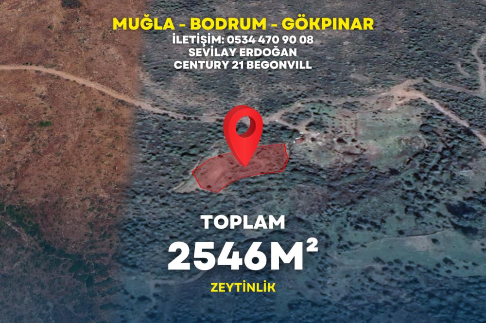  Bodrum Gökpınar 2,546 m2 olive grove for sale