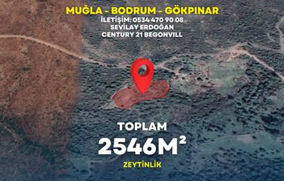  Bodrum Gökpınar 2,546 m2 olive grove for sale