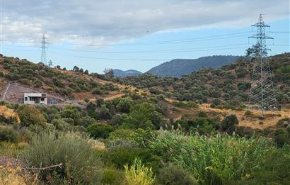 Bodrum gökpınar 2.944 m2 satılık zeytinlik