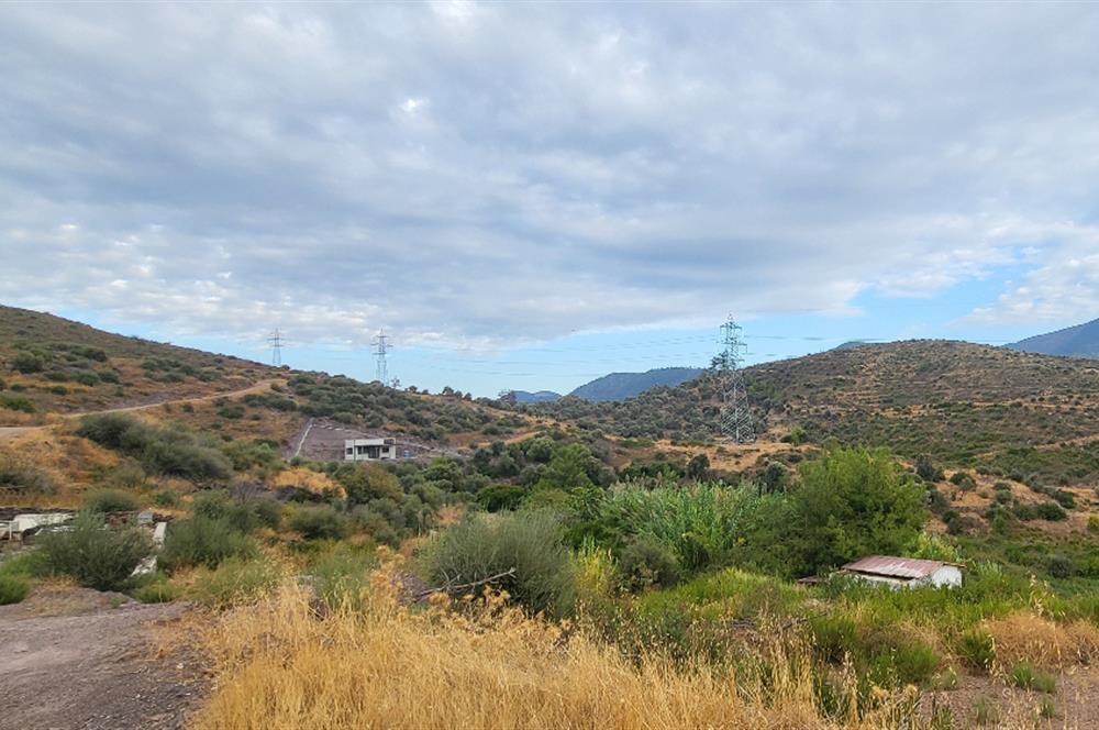  Bodrum Gökpınar 2,546 m2 olive grove for sale