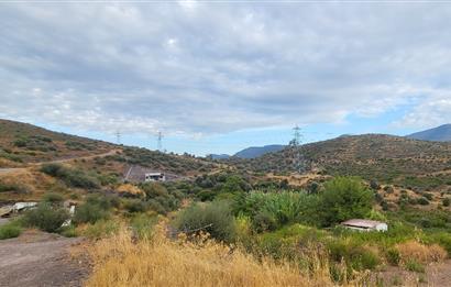  Bodrum Gökpınar 2,546 m2 olive grove for sale