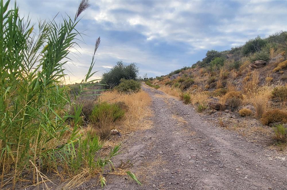  Bodrum Gökpınar 2,546 m2 olive grove for sale